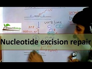 Nucleotide excision repair