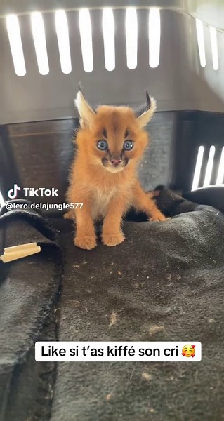 Découvrez SOS Alerte : Secours aux Habitants en Afrique