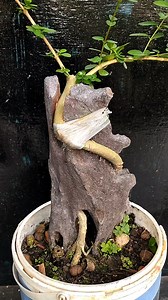 926 reactions · 16 shares | Cek dulu yg patah #bonsai #sancang #bonsaitree #fyp | Karimun Java | Facebook