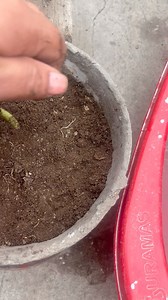 Como Sembrar Cebolla china En Maseta | Viajeros Perú