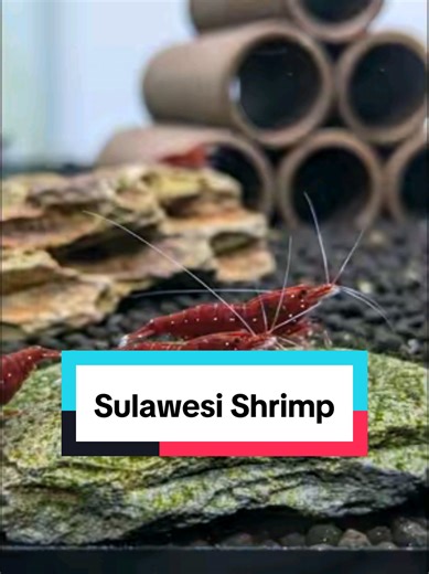 Understanding Caridina dennerli: A Guide for Malaysia Hobbyists