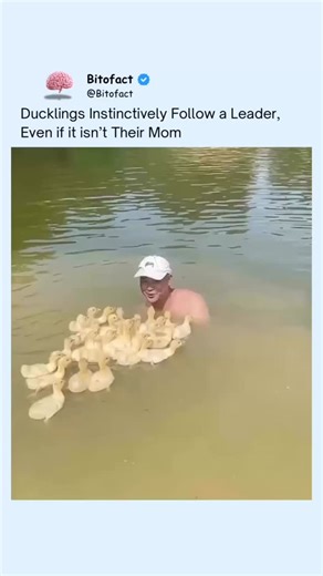 Bitofact | Educational Facts and Videos on Instagram: "Ducklings instinctively follow the first moving object they see after hatching through a process called imprinting. During a short critical window, their brains lock onto that figure as a “leader,” which is usually their mother—but it can also be a human, animal, or even a moving object if it appears first. Once imprinting occurs, ducklings will trail that leader for safety, warmth, and guidance, even if it isn’t their actual parent. This be
