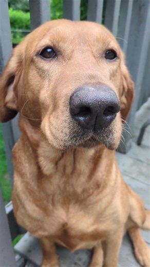Morning 🌞 From Pumpkin the Fox Red Lab #labrador #dog #foxredlab