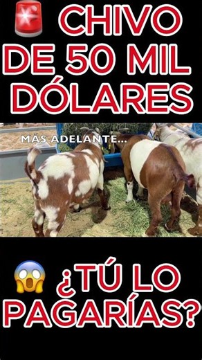 🚨 Boer Goats worth up to $50,000 in the U.S. 😳 #elmacizodelyoutube #mexicanfarms #goats