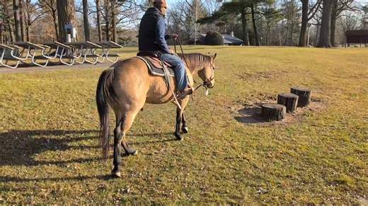 Moonlit Meadows Performance Horses, LLC on Reels