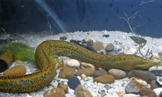 Muçum peixe: características, reprodução, alimentação e habitat