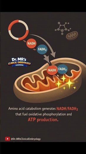 1.2.3_14: From Amino Acids to ATP: Fueling Oxidative Phosphorylation