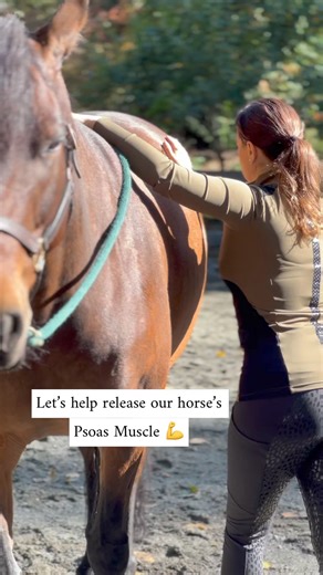 So many of you have asked, so here it is! How to release tension in the Psoas muscles!This is a super crucial muscle group for your horse's posture and way of going! As with everything, warm up w a hand walk first and go gently. If you think your horse may be injured in this area, talk to your vet before performing this stretch 💪🐴 #equestrian #equestrianlife #equinebodywork #equinemassage #horses | Equine Bodywork Online