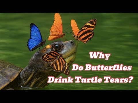 Why Do Butterflies Drink Turtle Tears? The Strange Amazon Secret |Science Explained ‪@SoulWhispers-91‬