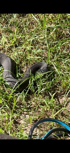 858K views · 2.7K reactions | Finn alerted me to a huge snake at our back patio this morning. He did great and wouldn’t stop barking until I went out there. The snake took off towards the pond 若 we are hoping it’s just a water snake and not a water moccasin  I couldn’t tell. #snakes #notafan #snakeidentification #gsp #watersnake #watermoccasin #dontbitemydog #ItsHisPondNow | Farm to Market Girl | Facebook