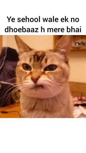 math me science gussa di 📝 #catmemes #cat #funny #cute #cutecat #comedy