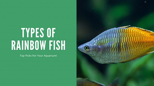15 Types of Rainbowfish: A Guide to Popular Rainbowfish Species