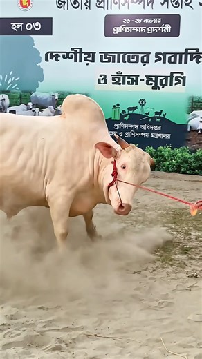 When the hefty albino bull snaps one jump and the whole arena fills with flying sand!