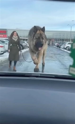 New DLC: Dogzilla unlocked 🤣