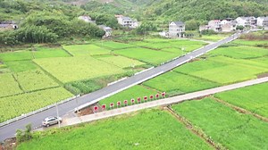 株高1.8米的“巨型稻”在建德挂穗 袁隆平“禾下乘凉梦”成为现实