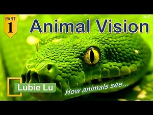 ANIMAL VISION - The Look through Animal eyes : Case Study Part 1