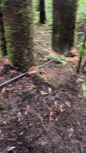 Some of the tailholds over a few years. Getting creative on some of them🌲🌲🤘🏽 #fyp #pnw #capcut #swingyarder #tty70thunderbird #logging #dirtyhandscleanmoney