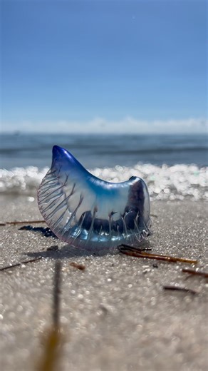 263K views · 1.7K reactions | Who knows what this is? #keywestbeaches #keywestfl #floridawildlife | Key West Virtual Tours | Facebook