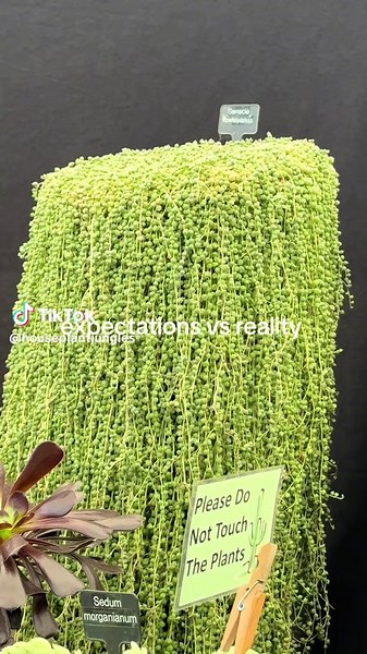 String of Pearls Plant Care: Expectations vs Reality