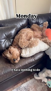 1.4M views · 10K reactions | Nothing to do. #dogsofinstagram #dogsofttiktok #fyp #doglover #Nothingtodo #goldendoodle #doglife #puppylovers #doodlemom #goldendoodlesofinstagram #puppylovers #daily #dog #dogoftheday | Luney Doodle | Facebook