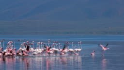 Greater & Lesser Flamingos On Lake Bogoria; Baringo County, Kenya,...