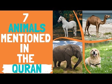 7 Animals Mentioned in the Quran