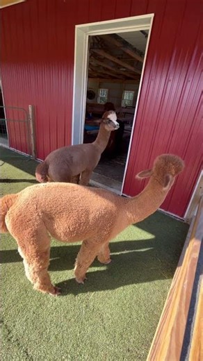 Alpaca Noises 9/20/25