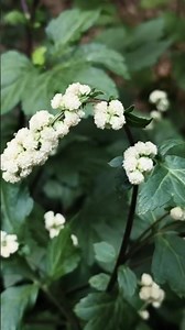 Mugwort - Wizard plant 🪄