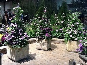 Selecting clematis for planters, pots and containers