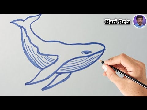 Blue whale | sea animal | whale picture | blue whale 🐋 drawing | whale drawing | Hari Arts