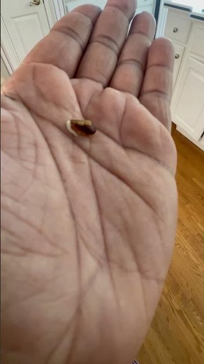 How to germinate apple seeds!