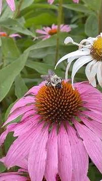 What’s the BIG DEAL About Native Plants?