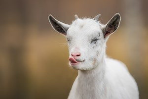 20 Best Goat Names for When You're Not Kidding Around
