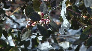 Icicles helping protect local blueberry crop