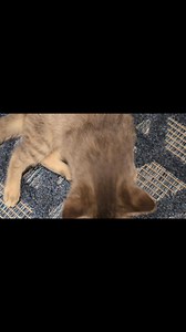 I can't even....what is with mice and my day today!!! I was feeding the dogs and see her playing with something ..... 🙄🐁🐭 Who thinks I brought the mouse from my Jeep into my house in my shopping bags!!! Maye is having a ball on the other hand. | Kara Lynne Miller