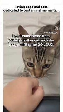 when your cat smells another cat's scent #funnyvideos #cat #catvideos #cutecatt #foryoupagereels