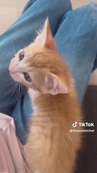 Ответ пользователю @kisse000 Ahora el verdaderos sonido de mis miaus 🐈 #miau #meow #maullidosdegato #maullido #cutecat #cute #gatolindo #gatitolindo #gatonaranja #michistiktok #kitty #recopilaciondevideos #videoslindos #videosdegatitos #parati #fypシ