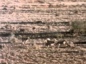 Deadly Australians -Dingo