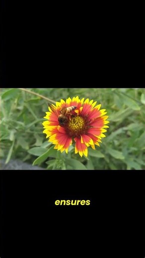 The Role of Healthy Hives in High-Quality Honey Production