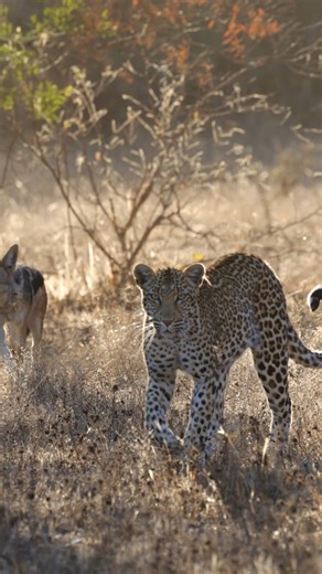 Two black backed jackals escourting a young leopard out of their territory. Sound on! #twigatravelafrica #leopard #jackal #wildlife #safari | Twiga Travel Africa