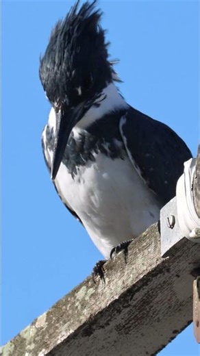 Belted Kingfisher Morro Bay California