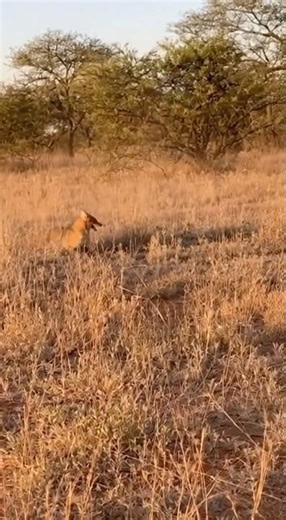 Brush Brawl — Fox vs Serval in a Lightning Clash ⚡🐈‍⬛ #shorts #animals #Fox #Serval