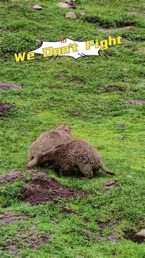 Groundhogs: no fighting