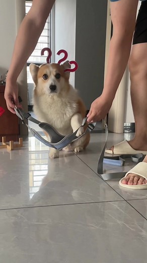 Corgi Leash Training: Simple Steps for New Dog Owners