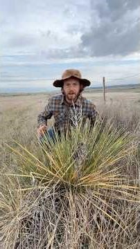 How to make yucca cordage