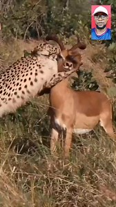 Wildlife Huñtîng #fblifestyle | General Hub