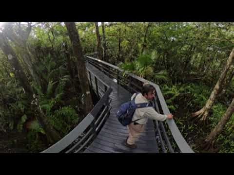 360° Cypress-Maple Swamp Stroll | Prof. David Serrano – Broward College