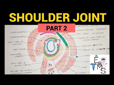 Shoulder Joint Anatomy - 2 | Upper Limb