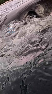 Great white shark explodes out of the water before sinking back down