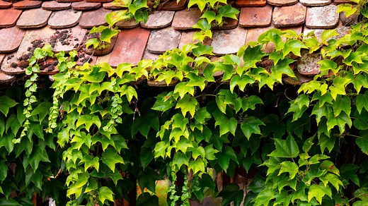 Le lierre de mon voisin envahit ma maison et mon terrain, que faire ? Ce qu'autorise la loi